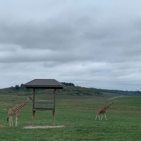 the-wilds-14